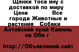 Щенки Тоса-ину с доставкой по миру › Цена ­ 68 000 - Все города Животные и растения » Собаки   . Алтайский край,Камень-на-Оби г.